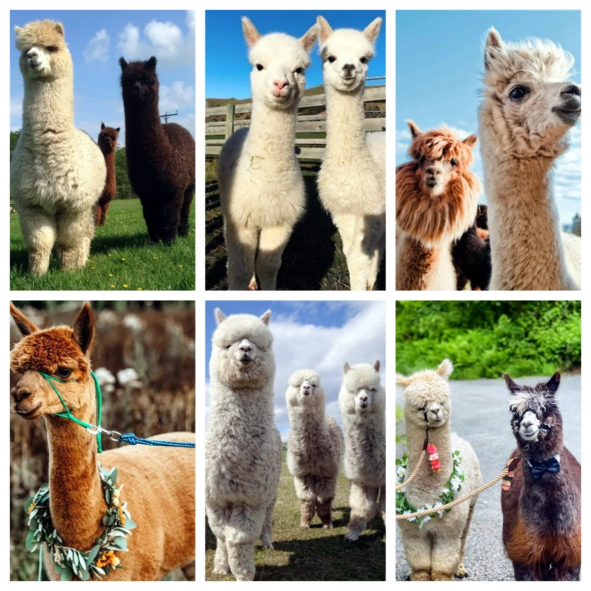 

Llama Alpaca Art Diamond Painting for Adults , DIY 5D Diamond Art Paint with Round Stones Full Drill Humor Animal Kitchen Decor