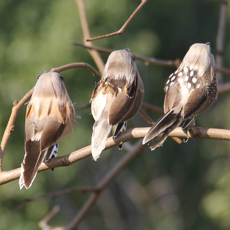 1PCS Artificial Feather Sparrow Bird Prop with Branch for Garden Decorations Simulated Wild Bird Home Garden Ornaments
