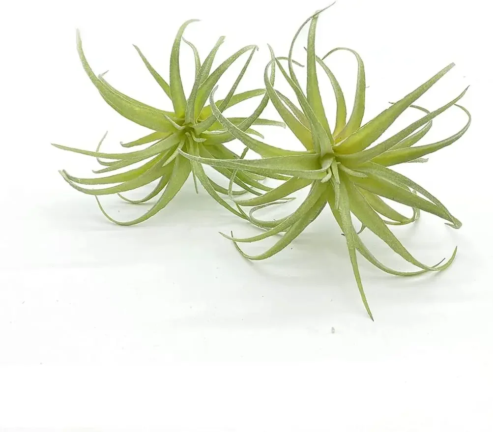 4er-Pack künstliche künstliche Luftpflanzen Gras Tillandsia Bromeliads für Heimdekoration Terrarium Projekt Grün – Detail 18