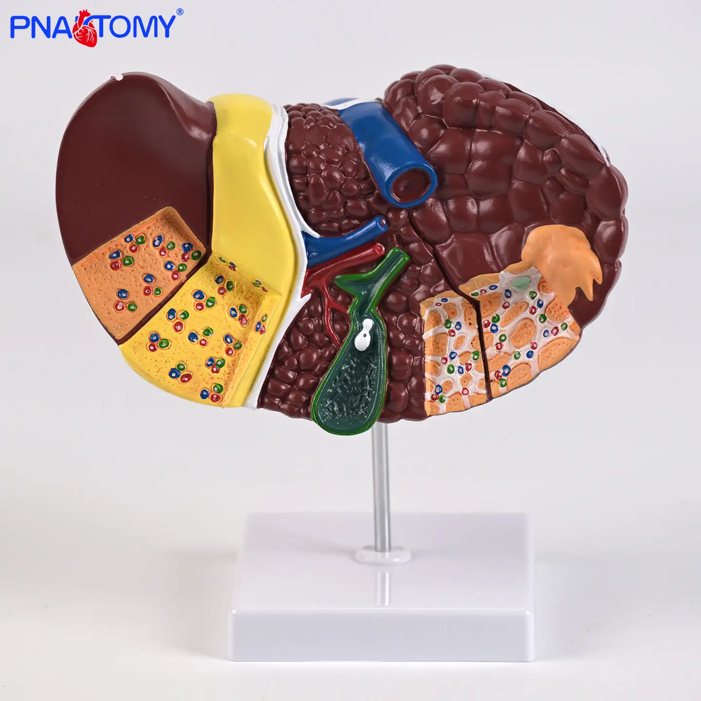 

A Naturally Large Liver Model For Pathological Studies