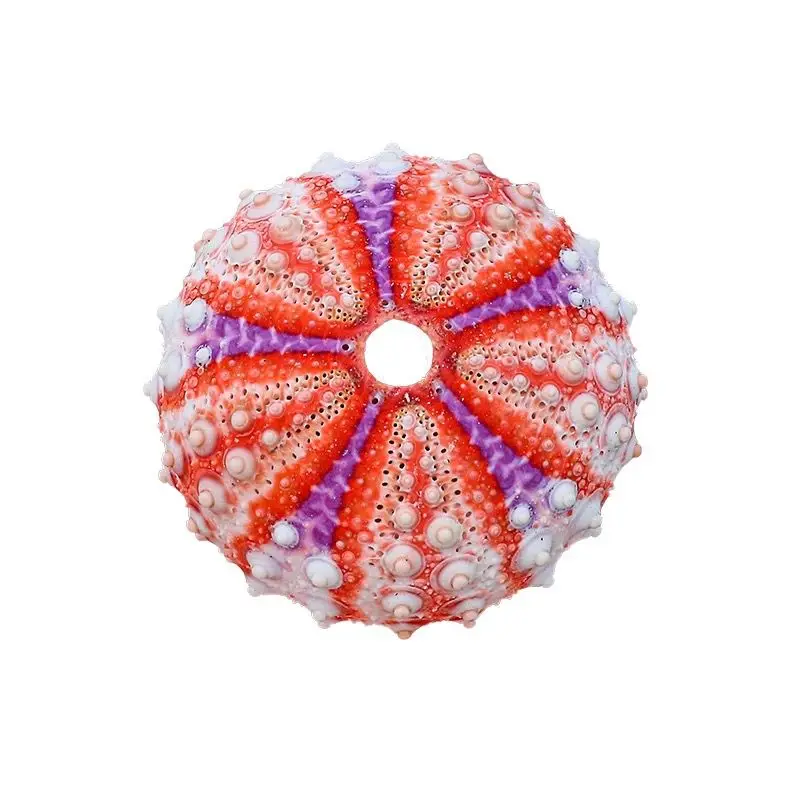 New Medal Sea Urchin Natural Conch Shell Collection Specimen Home Decoration Ornaments Natural Unstained Home Decorations