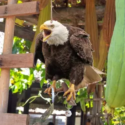 Waterproof Bird Repel Scare Devices Decoration Wind Chime Owl Scarecrow Bird Repeller with Bells Hanging Fake Bird Repellent