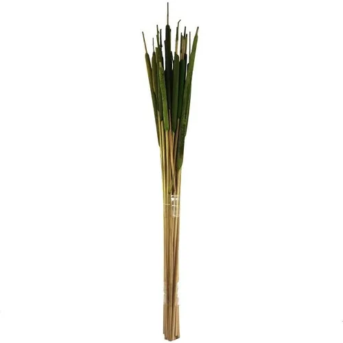 האם Palm Thypa Green Domestic הוא הבחירה הנכונה עבורך? תיאור ובחינת המוצר