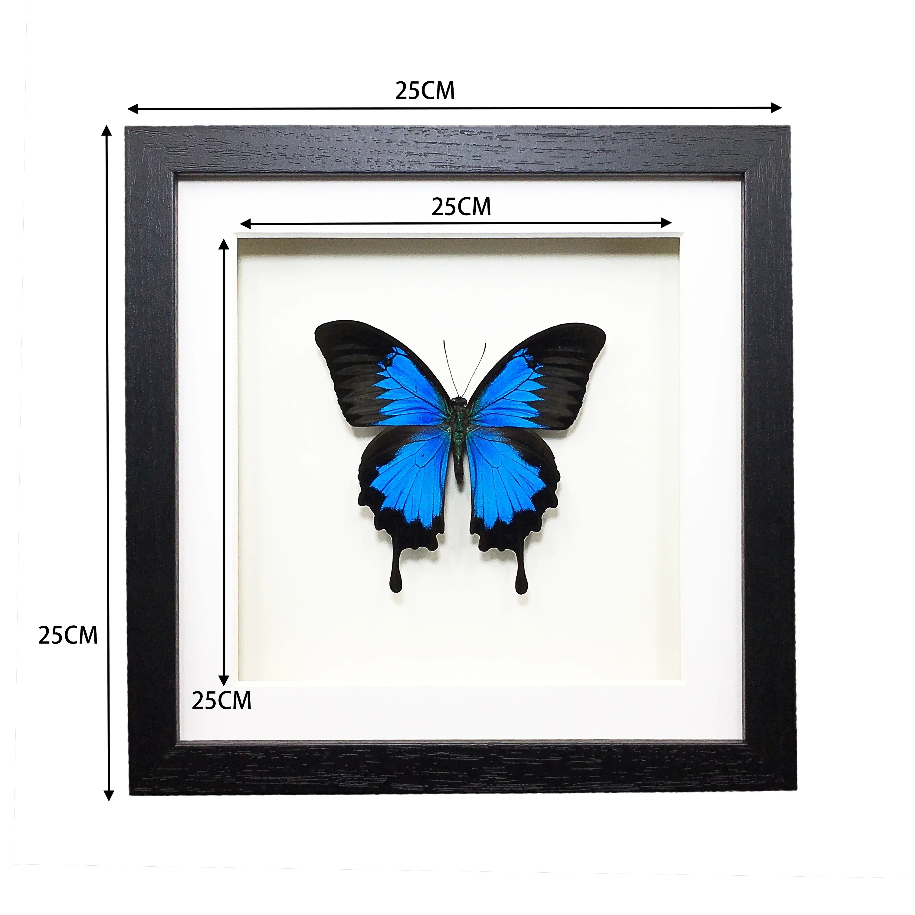 Morpho Menelaus Blue Flash Butterfly, Real Butterfly Specimen Photo Frame Decorative Painting Ornament Birthday Gift Christmas