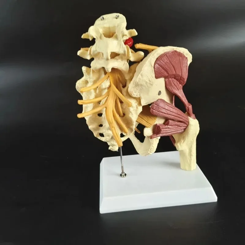 1:1 Nerves Hip Joint Muscle Anatomy Model Removable Movable Femur Heads Product Manual Card for Medical Education Study