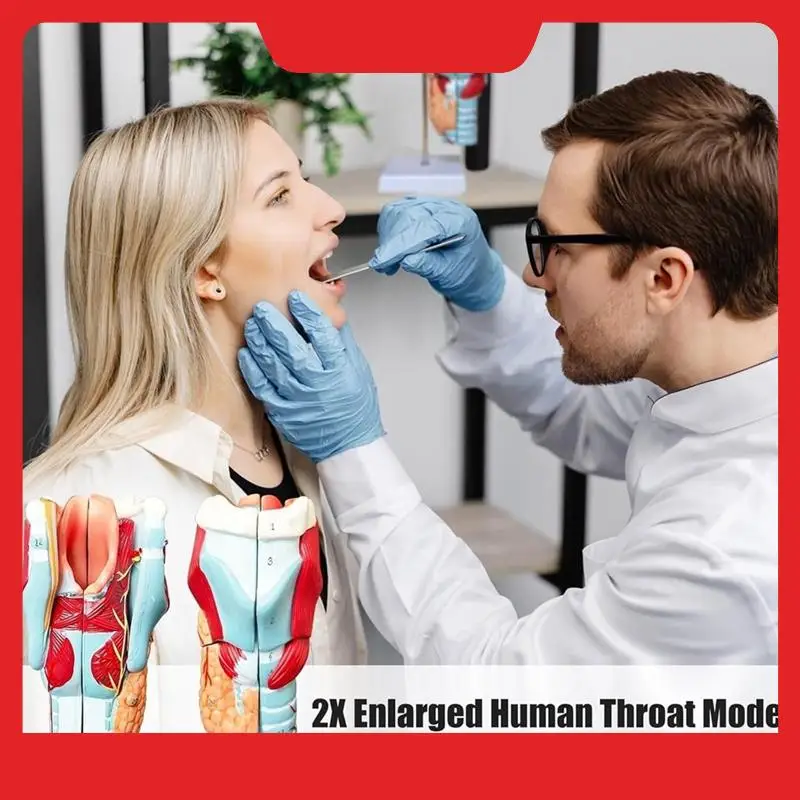 

Анатомическая модель увеличенного ларингеального сустава человека, для научного обучения - моделирование ларинкса