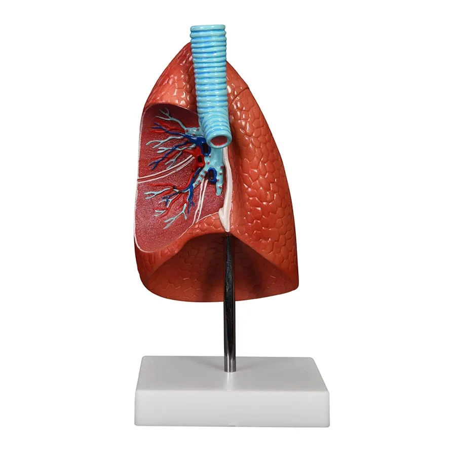 

Life Size Human Healthy Lungs Medical Anatomy Model