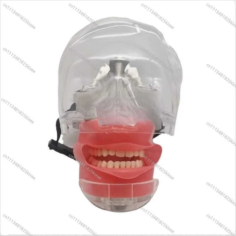For dental simulation head mold preparation practice oral skull implant root canal teaching dental mold pulp opening model