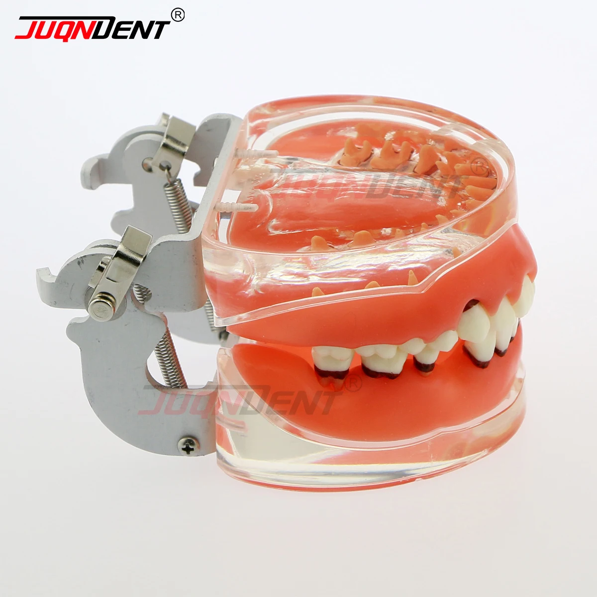 Thumbnail 3 - #42 Dental Teaching Models List of Top Picks