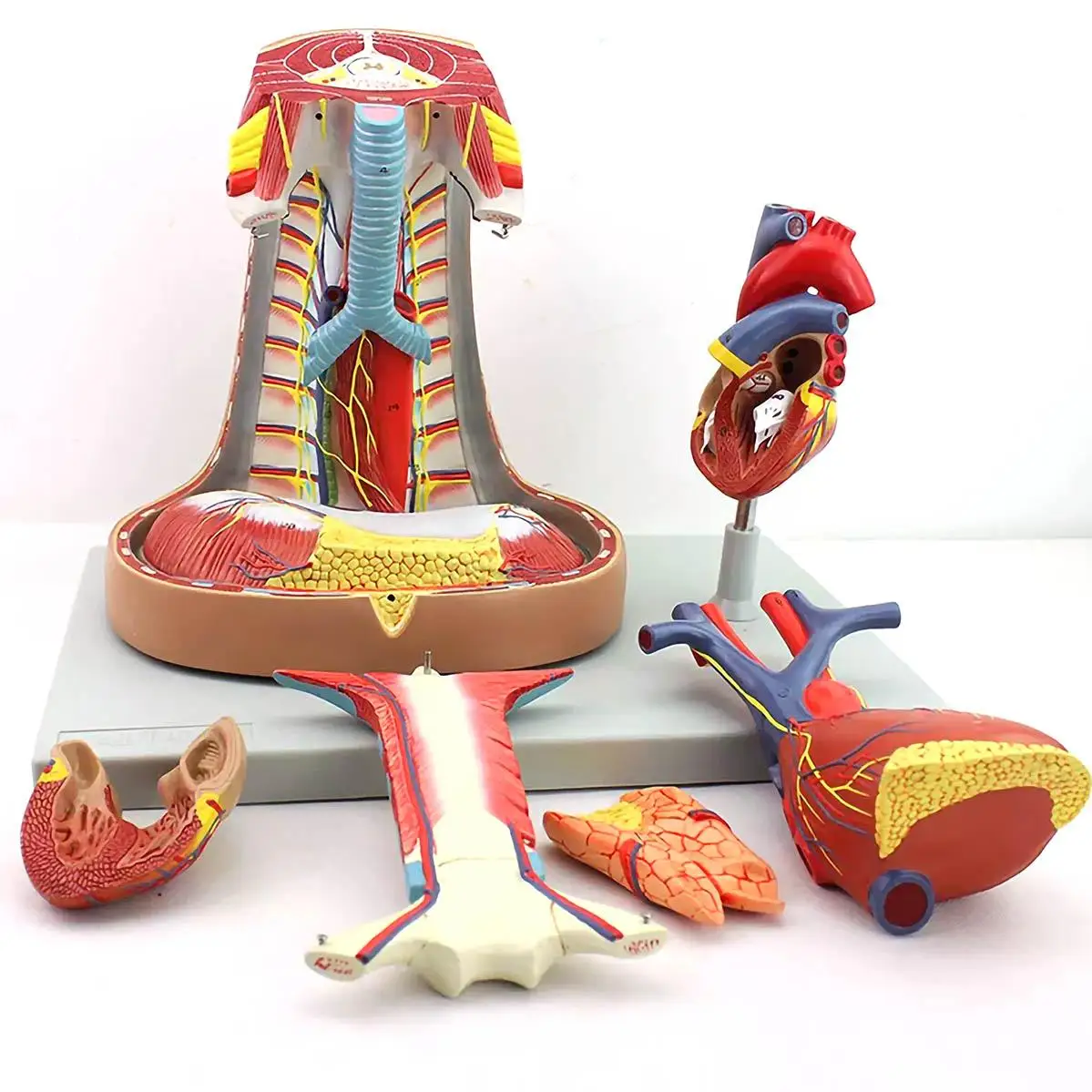 PVC Life Size Human 6 Parts Mediastinum Model Medical Anatomical Models Teaching