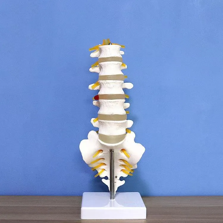 lumbar model Spinal nerve model caudal equina nerve lumbar spine disc model Spine Chiropractic skeleton model