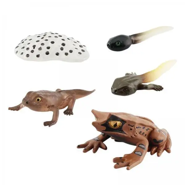 Preschool Frog Growth Model Basic Toys & Life Skills Nature Life Cycle Teaching Aids Simulation Toy Educational 5 Years