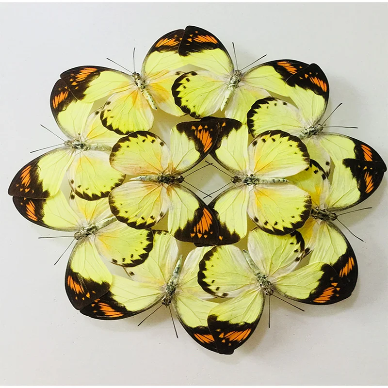 Real Butterflies Exquisite Rare Butterfly Specimens Transparent Box Teaching Display Home Decoration Collectibles Wall Art Gifts