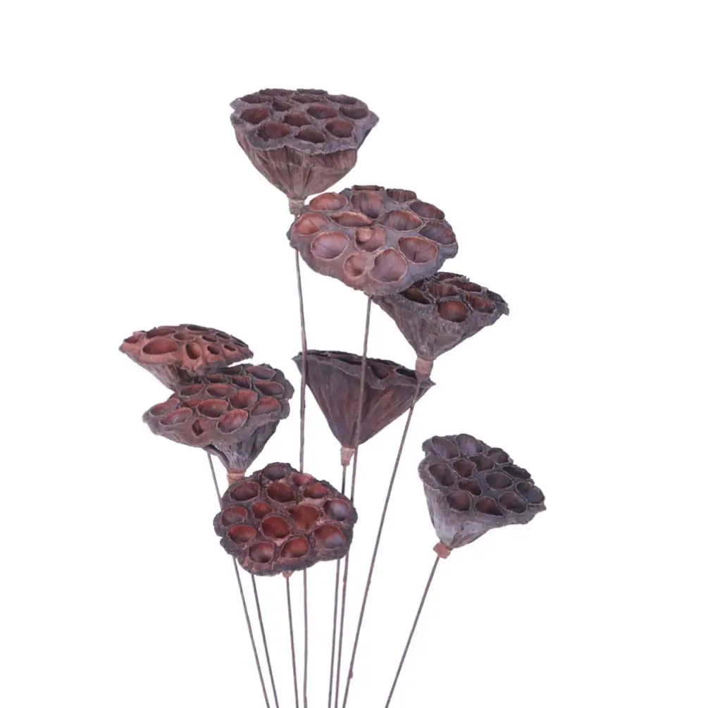 

Dried Lotus Seedpod Natural Flower Art Lotus Stick with Stems Christmas Decoration Tabletop Home Photo Props Table Desktop Decor