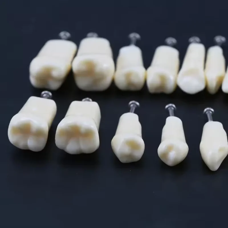 10Pcs/Pack Dental Typodont Teeth Model Replacement Fit NISSIN Screw-in Resin Denture Practice Studyting Tooth Training Materials