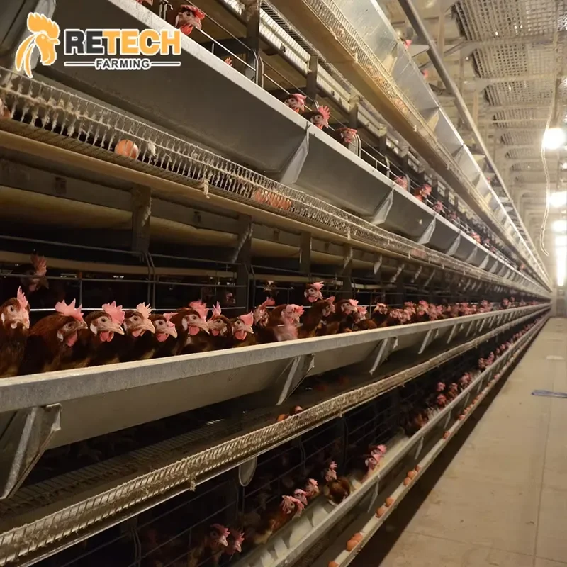 Hot Dip Galvanized Steel Layer Farming Cage Poultry Equipment Complete Solutions for Indonesia