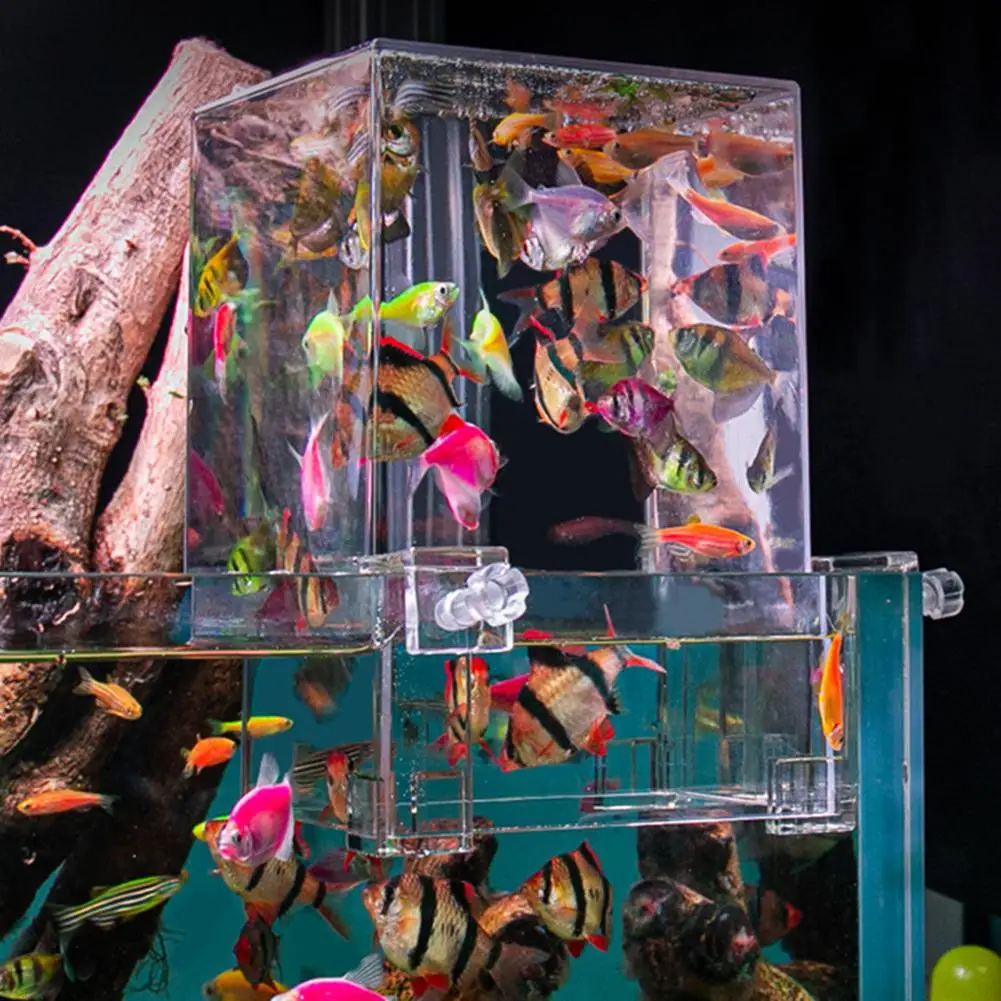 Les Meilleurs Aquariums en Tunisie Prix, Fonctionnalités et Avis