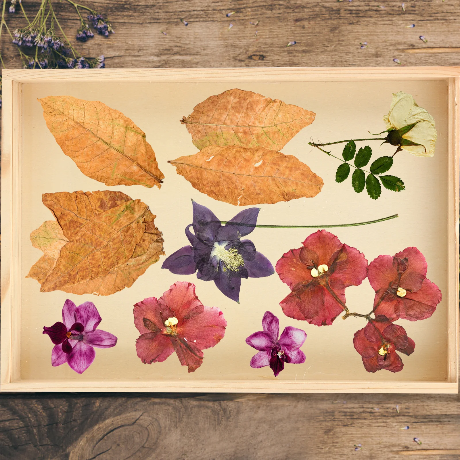 

Vintage Specimen Box Multi-Functional Display Case Durable Portable Wood Acrylic Material Specimen Organizer Display Case