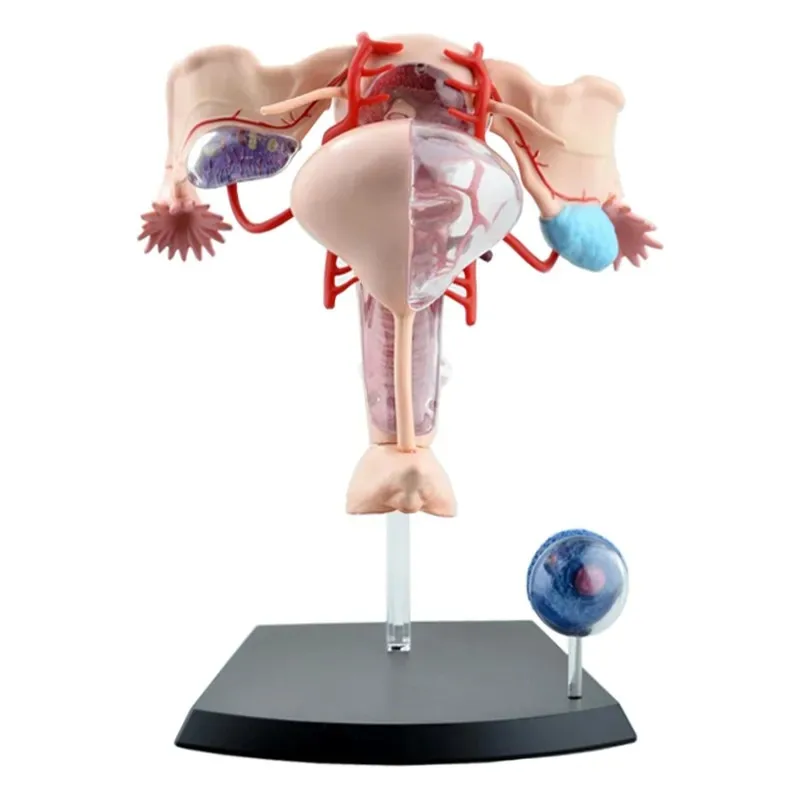 4D MASTER Anatomical Female Reproductive System Anatomy Organs Medical Models Puzzle  Assembly Toys