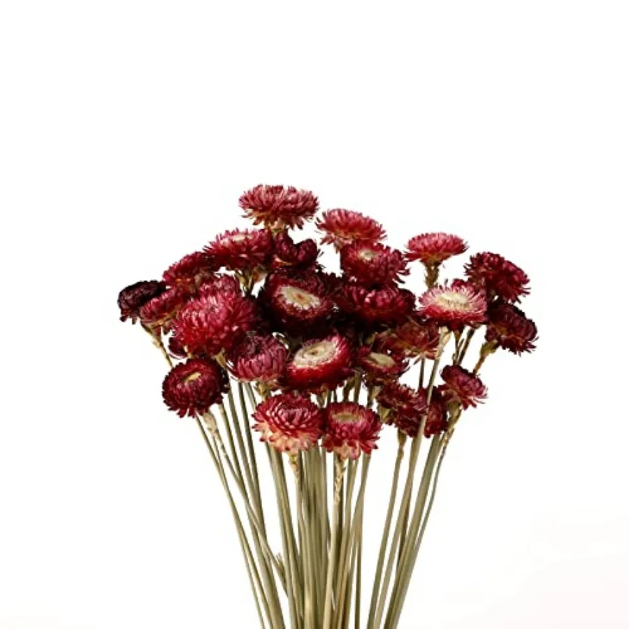 

Dried Flower 40PCS Daisy Bouquet 100% Natural Chrysanthemum Dry Flower with Stem for Vase Home décor Party DIY Arrangement Whea