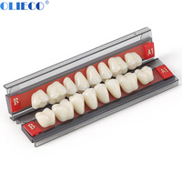 28teeth/set 2-layer Dental Synthetic resin teeth Resin Teeth Model Plastic Steel/Resin Material Teeth A1、A2、A3