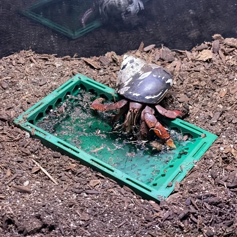 Underground hermit crab pool, hermit crab toys, hermit crab climbing pool