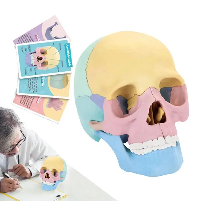 Skull Anatomy Model Detachable Brain Model Colorful Skeleton Toys Human Skull Head Model For Education Art Study Cosmetic