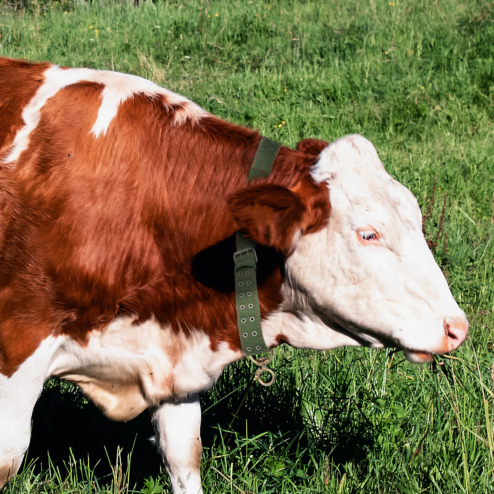 

Thickened Wear-resistant Cow Collar Adjustable Cattle Neck Cover Green Livestock Goat Durable Canvas Safe Feeding Supply Pet