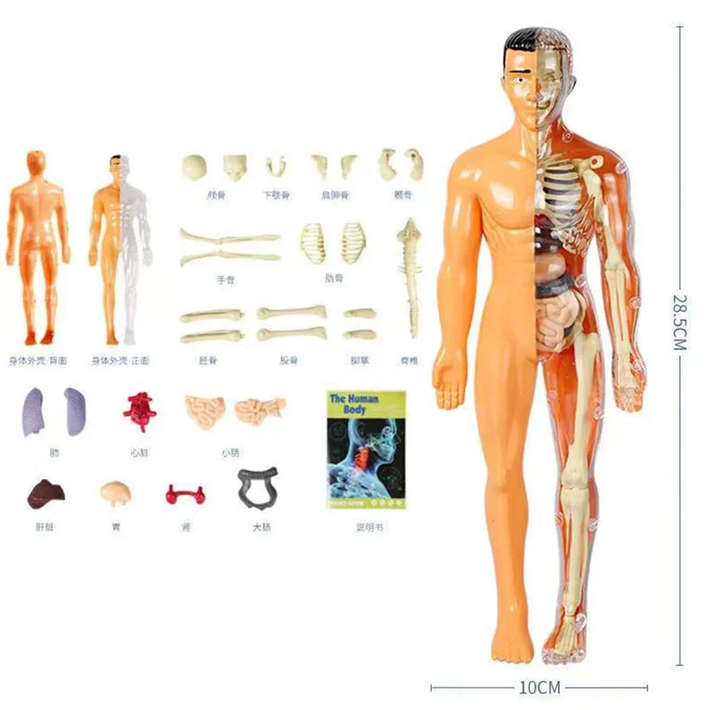 Modelo de anatomía del cuerpo humano 3D para niños, juguete de esqueleto de plástico DIY, ayuda para el aprendizaje temprano de la ciencia, juguetes educativos, dos tipos, nuevo