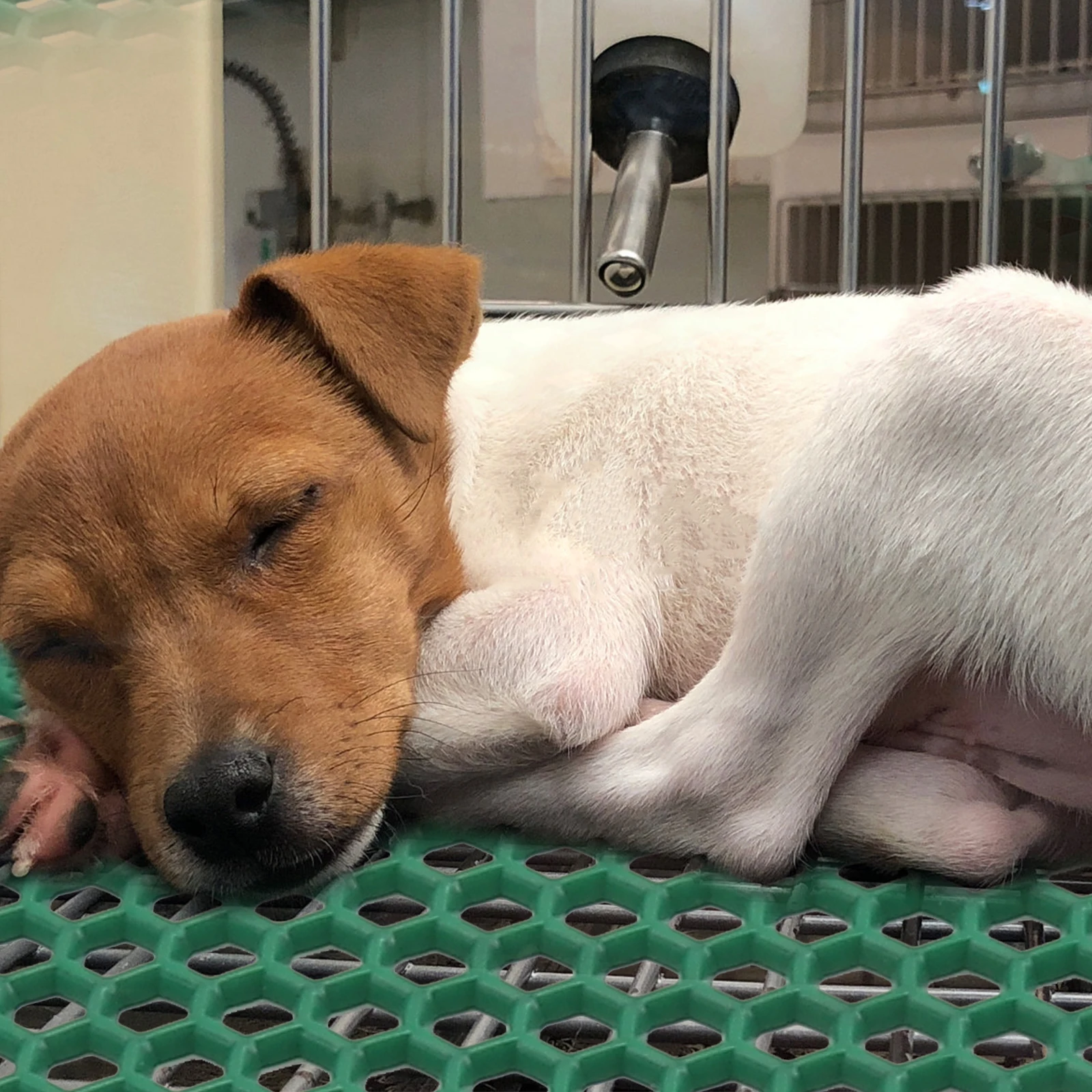 

Dog Cage Pad High Quality Breathable Drainage Mat For Isolation Dog Cage Base Pad Pet Urine Drain Cleaning Plate Pet Feet Mat