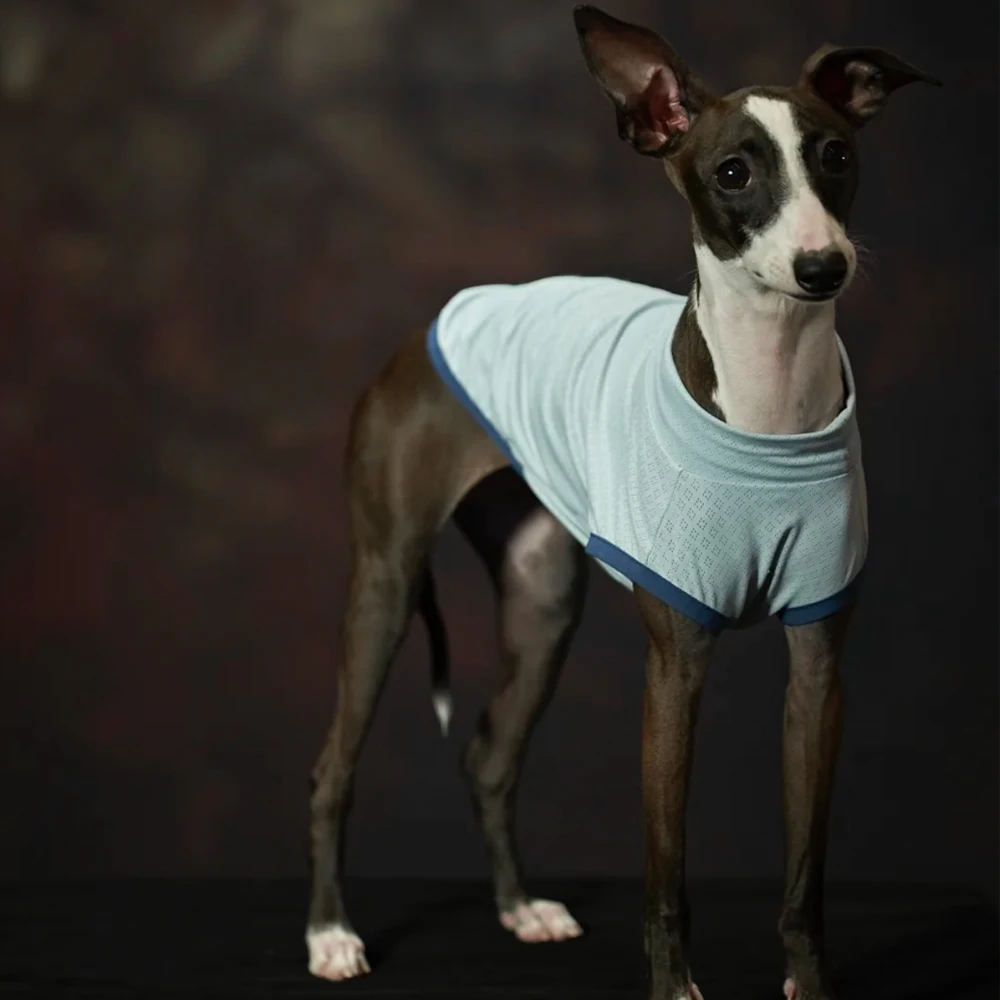 Chaleco refrescante verano para Galgo Italiano y Whippet – Transpirable - imagen 4