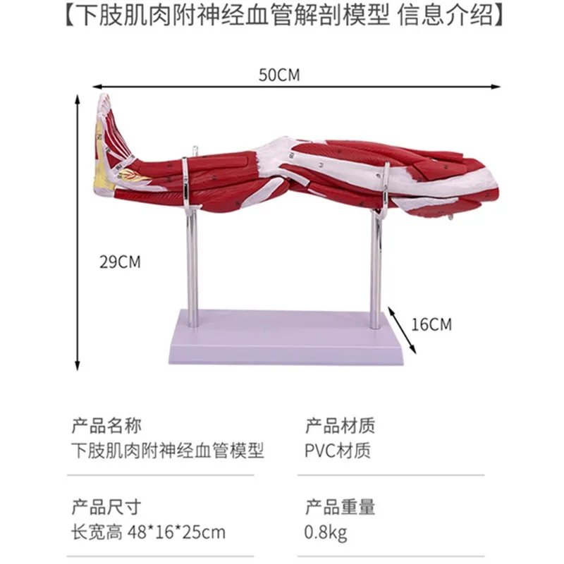 인체 근육 구조 하체 다리 상지 근육 해부학 혈관 신경 모델