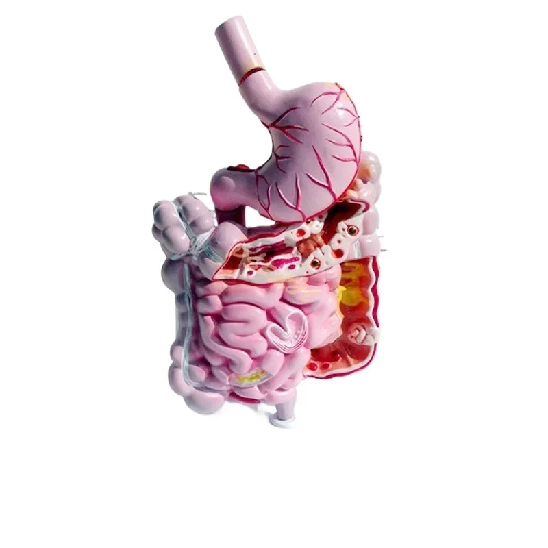 B-M Adult Human Digestive System Large Intestine Model Duodenal Visceral Gastrointestinal Medical Anatomical Model