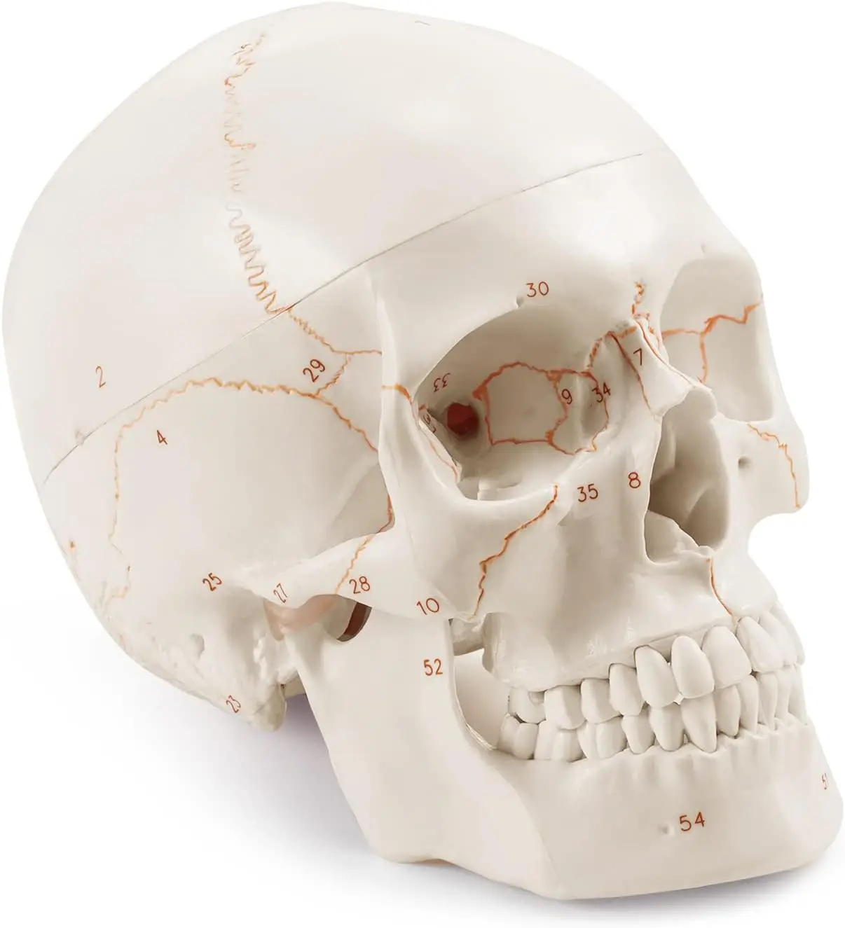Medarchitect Human Head Skull Anatomical Model Life Size Laser-Etched Fonts Calvaria Mandible for Medical Student Anatomy Study