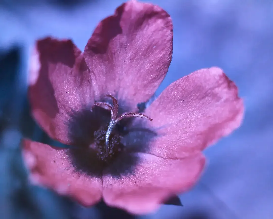 

Multiple Sizes Make Hidden Designs Appera In The Flowers UV Photography Filter For Cameras
