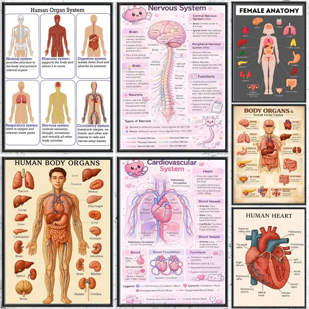 Vintage Chart Human Organ Chart Painting Calligraphy HD Canvas Poster Crease Free Waterproof All Space Wall Decor