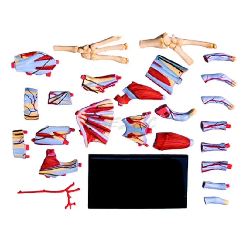 Brinquedo 4D Human Hand Assembly, Modelo Anatômico dos Órgãos da Mão Humana, Modelo de Ensino Médico