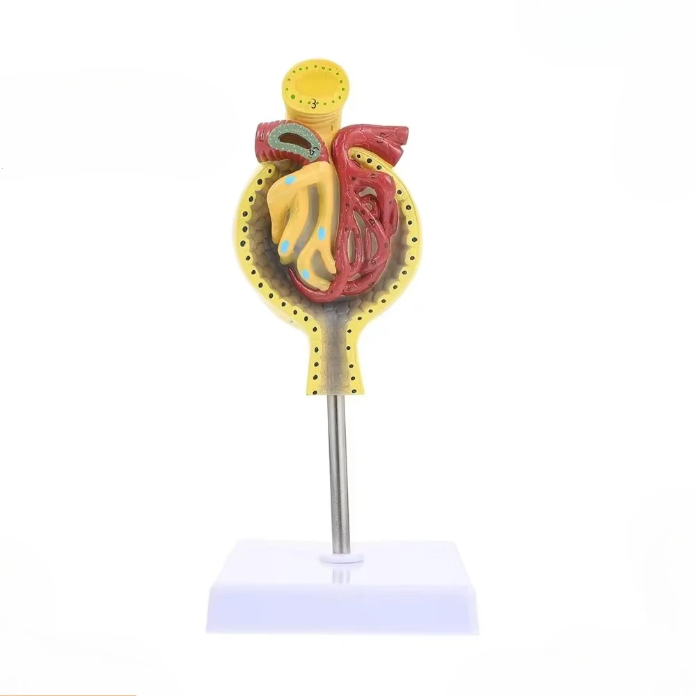 

3D human glomerular model anatomical kidney model