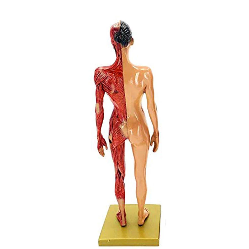30cm Adult Muscle Skeleton Resin Human Anatomy Model Male Female For Biologia Surgical Teaching Medical Supplies And Equipment