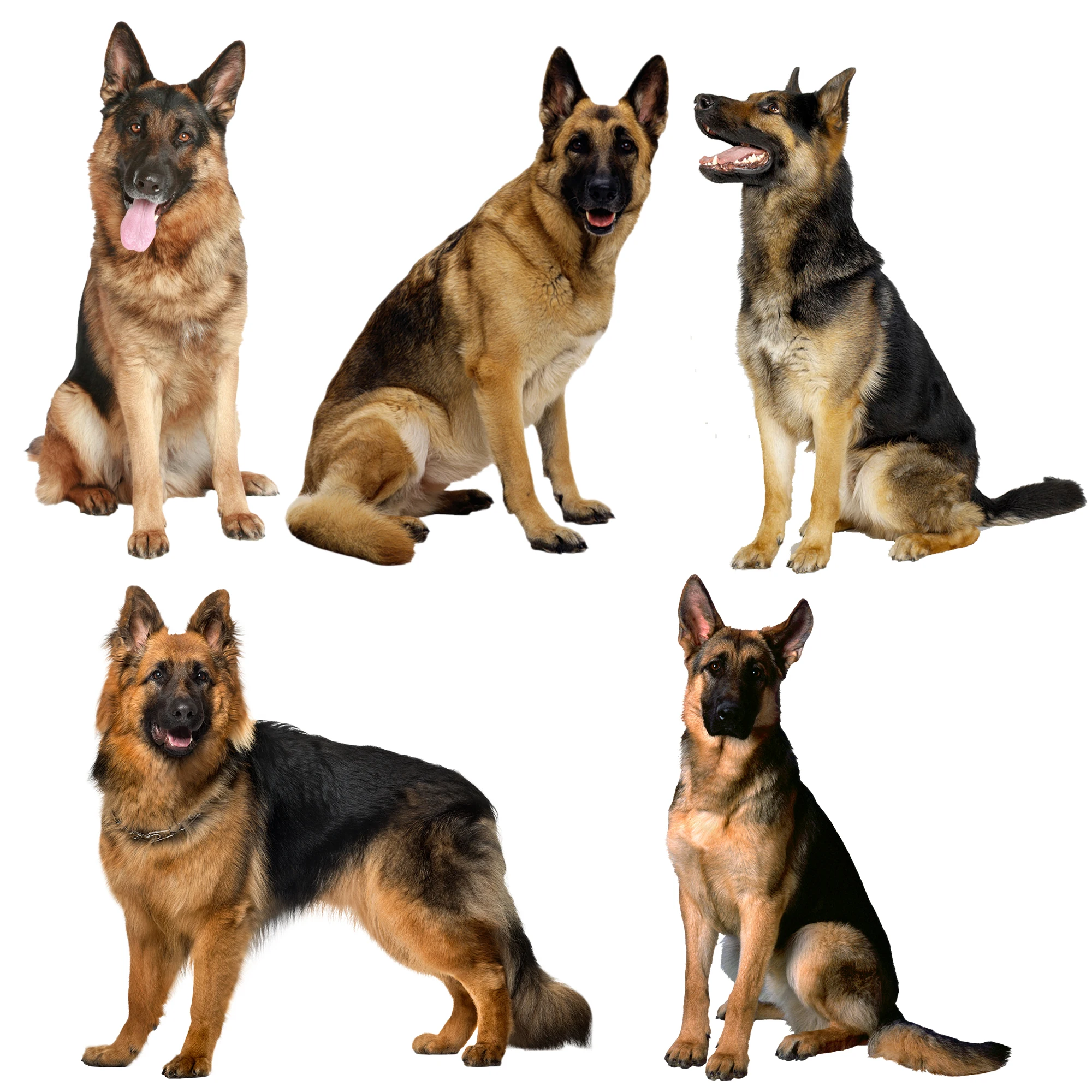 C249# German Shepherd Dog Wall Sticker Bathroom Toilet Decor Living Room Cabinet Refrigerator Home Decoration Decals