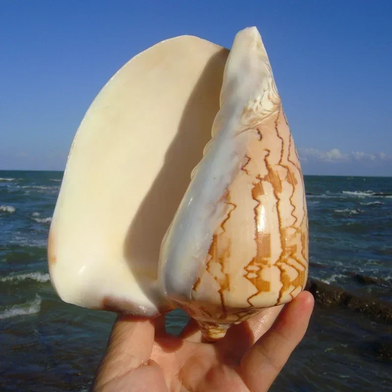 Natural Mountain Snail Scenery Snail Shell Nipple Vortex Conch Home Furnishings Snail Number Gift