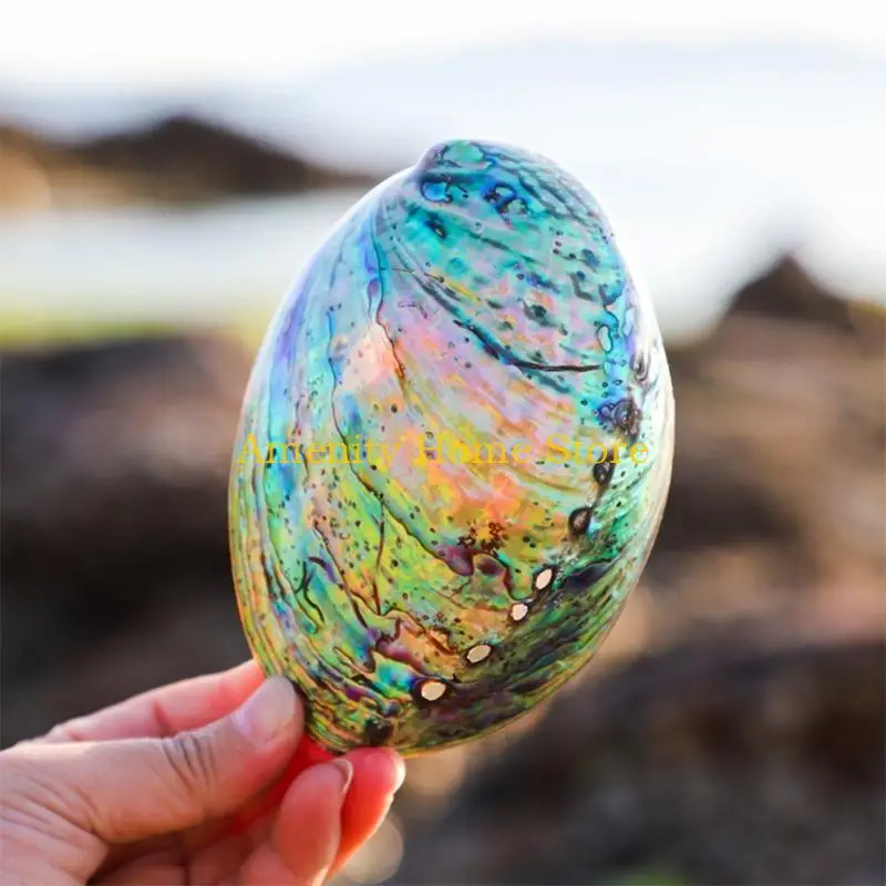 F26C Natural Abalone Seashell Peeled Conch for Cleaning Smudging Meditation for Shell Crafts Incense Holder Home Room Decorat