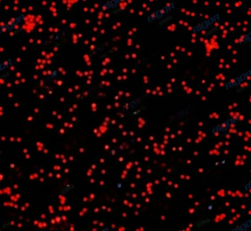 Monodisperse Orange-red Fluorescent Polystyrene, PS, Fluorescent Microspheres Specification 10mL Solid Content 1wt%