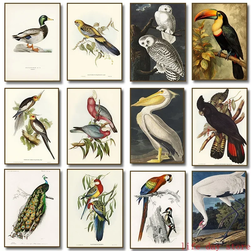Vintage Toucan White Pelican Cockatoo Parrot Peacock Owl Bird Poster Print Canvas Painting Wall Art Room
