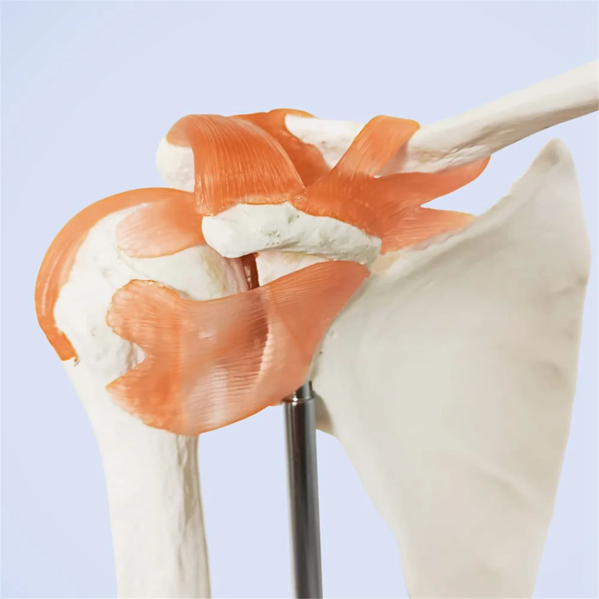 Anatomical Shoulder Joint Model Anatomy Skeleton, Human Body Shoulder Ligament Model