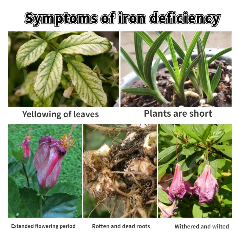 تحسين التربة سماد زهور كبريتات الحديد ، حمض الورد ، الورد ، الكاميليا ، الأخضر ، الغار ، الأوركيد ، ورقة صفراء ،! g #4