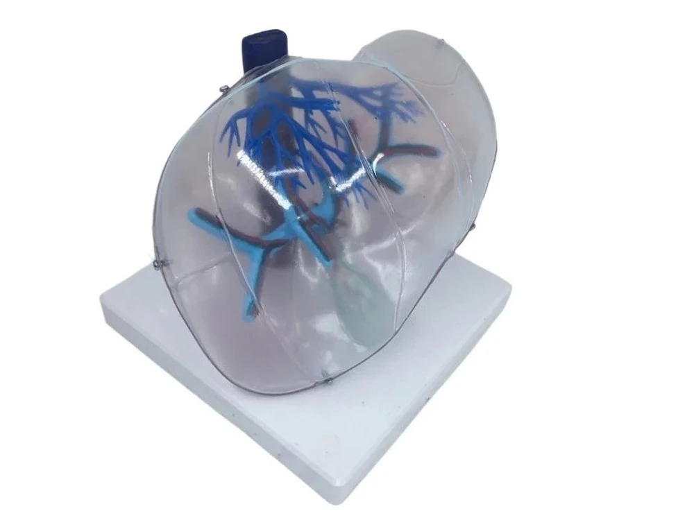 Transparent liver model liver segment Human liver anatomical model intrahepatic blood vessel and nerve structure