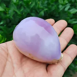 6-7CM Purple Carnelian Cowry Sea Shells Natural Lyncina Carneola DIY Crafts Snail Gift Beach Wedding Decor Ocean Jewelry Coastal