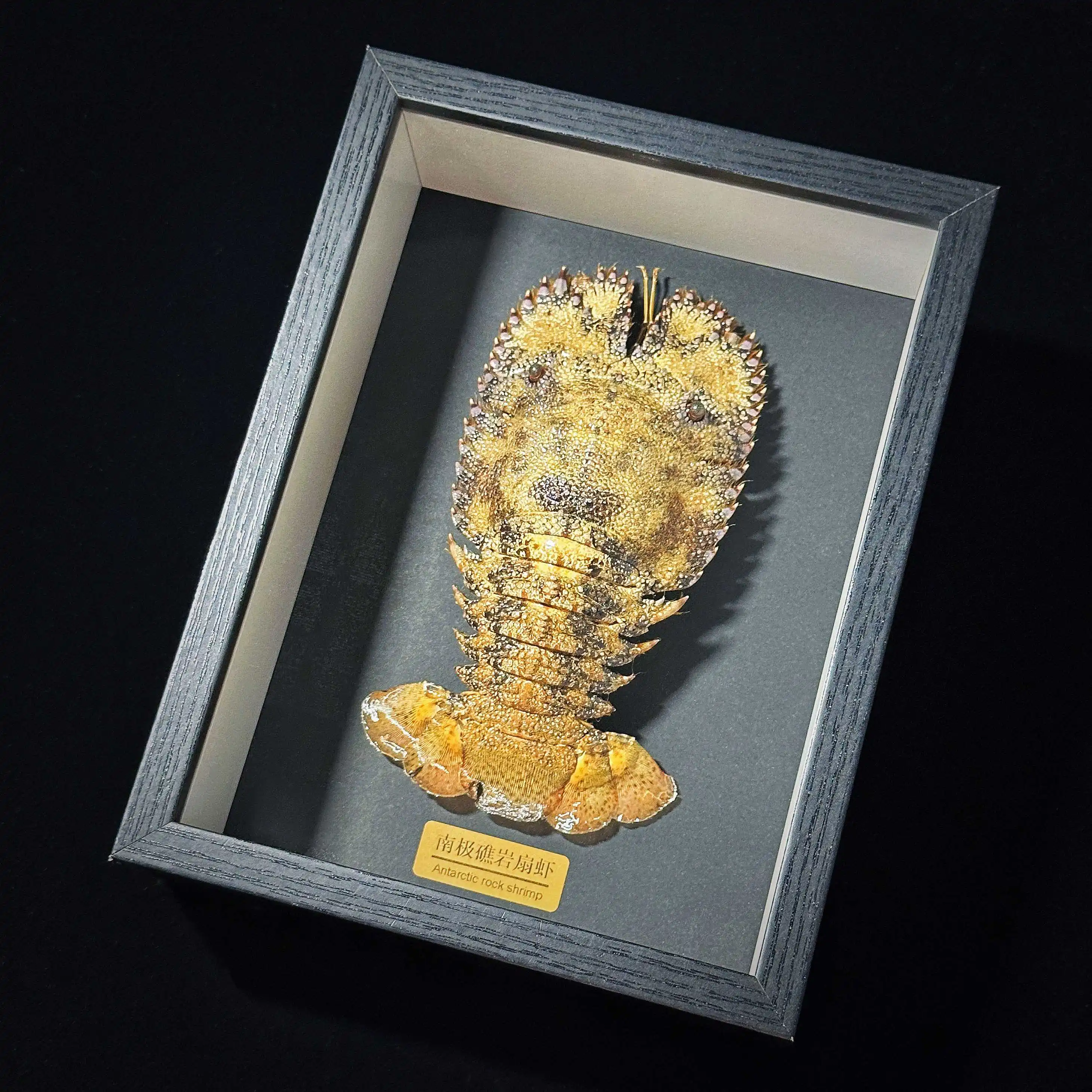 Parribacus antarcticus Specimen Frame‌ Handcrafted Scientific Display | Premium Home Art & Educational Collection