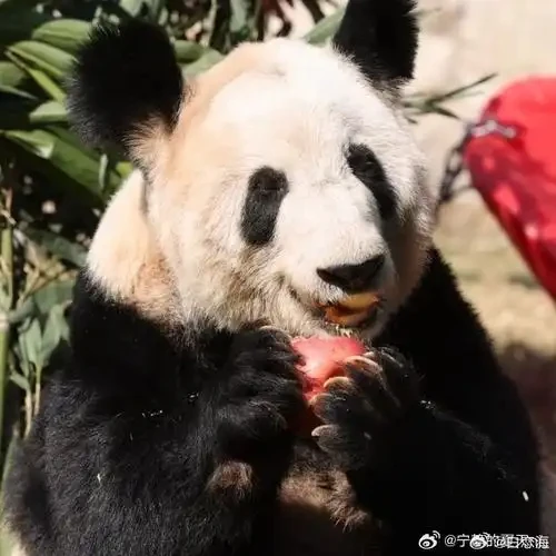 

13x13cm Angry Cute Panda Car Sticker Auto Body Bumper Windows Motorcycle Laptop Walls Vinyl Film Decal Car Tuning Accessories